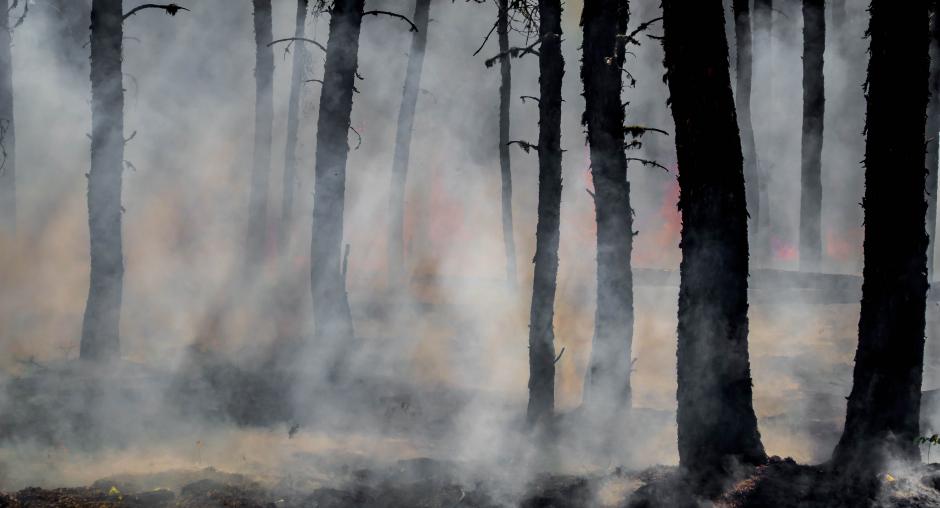 Die OSZE erleichtert die grenzüberschreitende Zusammenarbeit, um das Waldbrandrisiko für die Klimaresilienz im Südkaukasus zu verringern